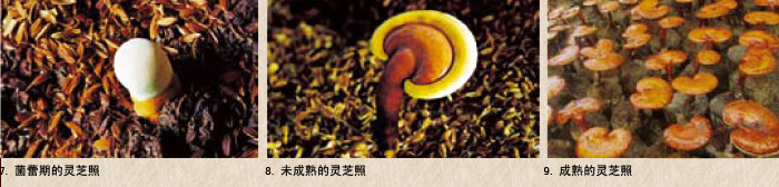 圖片關鍵詞 圖片關鍵詞