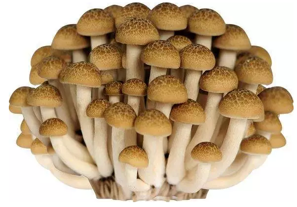http://m.ahppw.cn/ewebeditor/uploadfile/20170914091421667001.png