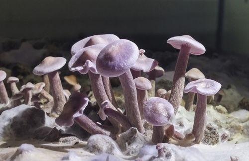 圖片關鍵詞 http://www.mushroommarket.net/file/upload/201912/10/10-02-07-59-283825.png