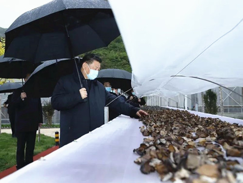 圖片關鍵詞 http://www.mushroommarket.net/file/upload/202004/21/16-38-52-95-283825.jpg
